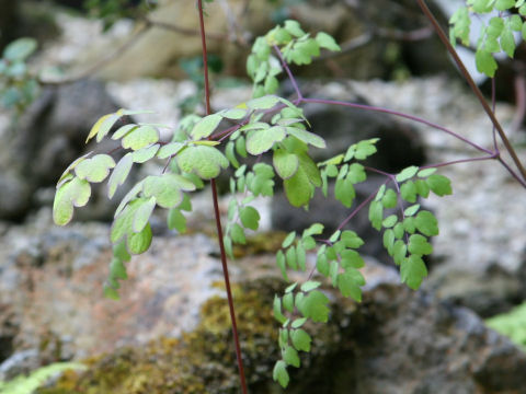 Thalictrum dipterocarpum