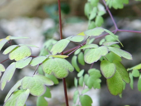 Thalictrum dipterocarpum