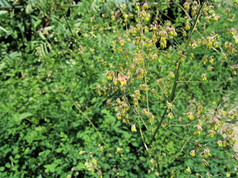 Thalictrum fendleri