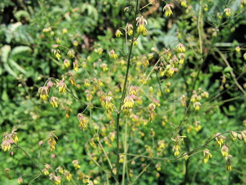 Thalictrum fendleri