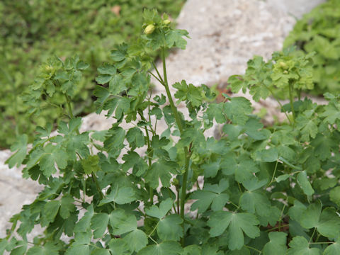 Thalictrum fendleri