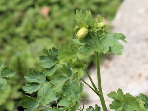 Thalictrum fendleri