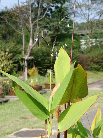 Thalia geniculata var. ruminoides