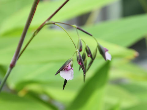 Thalia geniculata var. ruminoides