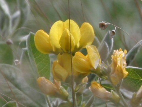 Thermopsis macrophylla