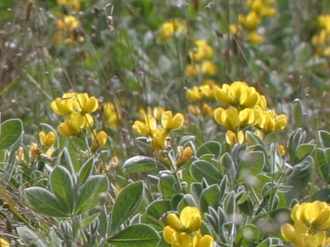 Thermopsis macrophylla