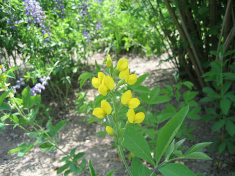 Thermopsis rhombifolia