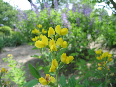 Thermopsis rhombifolia