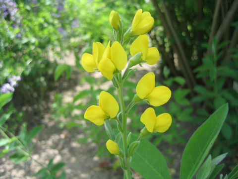 Thermopsis rhombifolia