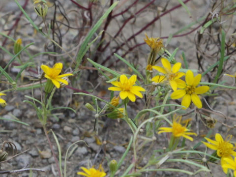 Thelesperma simplicifolium