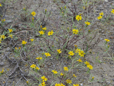 Thelesperma simplicifolium