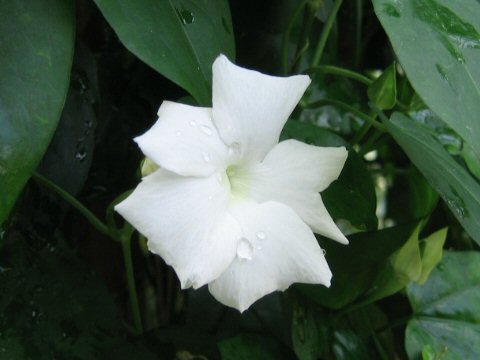 Thunbergia fragrans