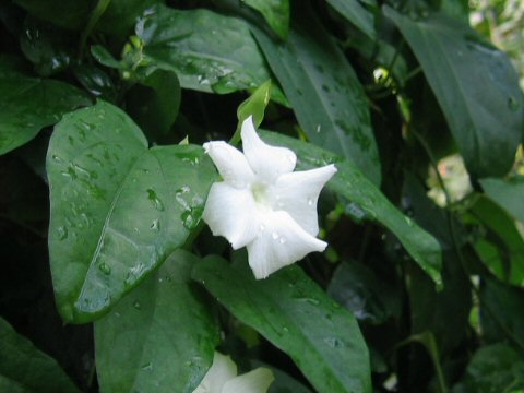 Thunbergia fragrans