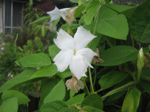 Thunbergia fragrans