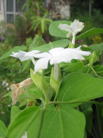 Thunbergia fragrans