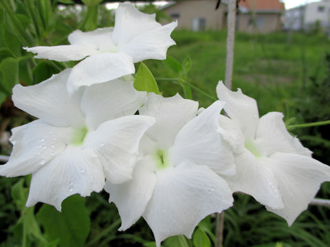 Thunbergia fragrans