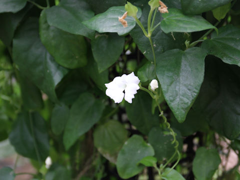 Thunbergia fragrans