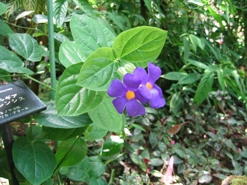 Thunbergia natalensis