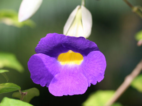 Thunbergia vogeliana