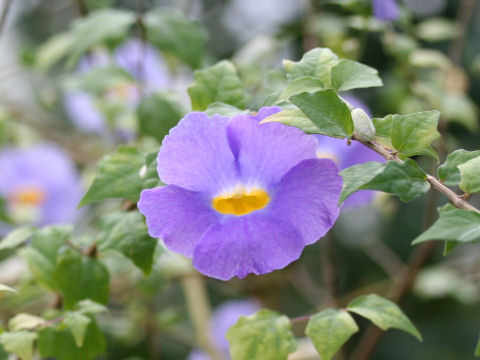 Thunbergia vogeliana