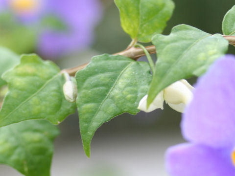 Thunbergia vogeliana