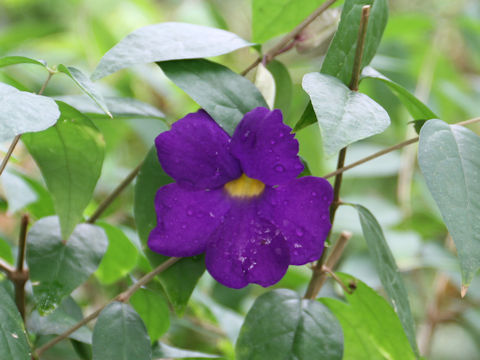 Thunbergia vogeliana