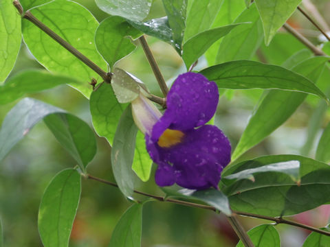 Thunbergia vogeliana