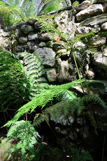 Thyrsopteris elegans