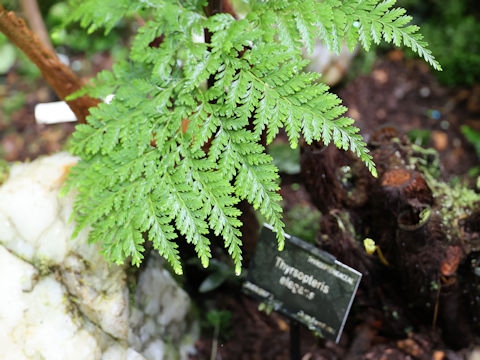 Thyrsopteris elegans