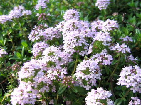 Thymus longicaulis