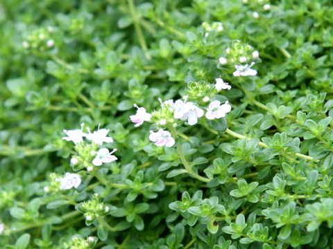 Thymus longicaulis