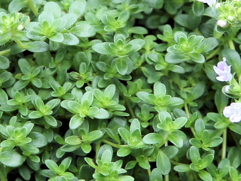 Thymus longicaulis