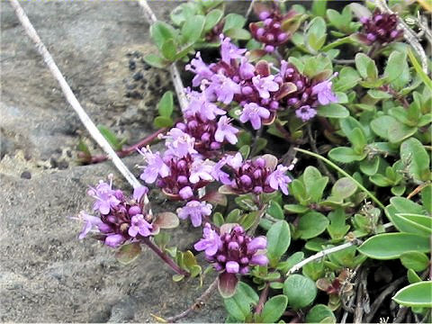 Thymus praecox