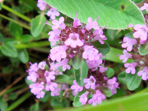 Thymus praecox