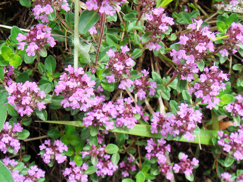 Thymus praecox