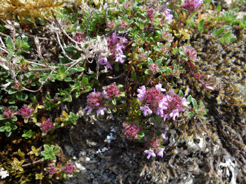 Thymus praecox