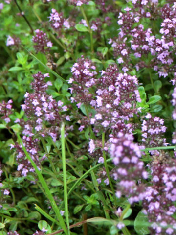 Thymus pulegioides