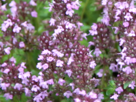 Thymus pulegioides