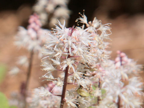 Tiarella cv.