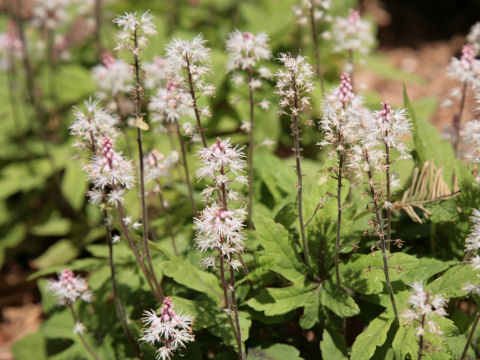 Tiarella cv.