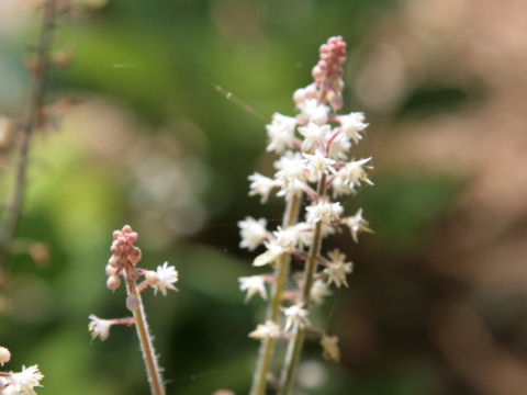 Tiarella cv.