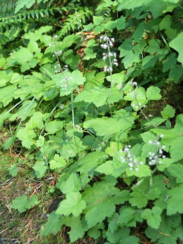 Tiarella trifoliata var. unifoliata