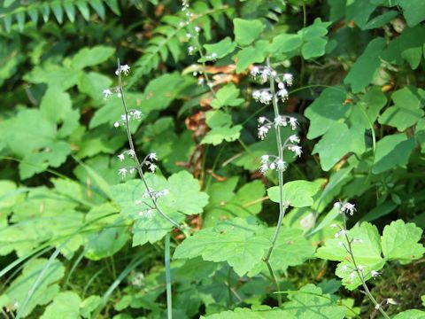 Tiarella trifoliata var. unifoliata