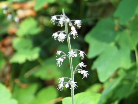 Tiarella trifoliata var. unifoliata