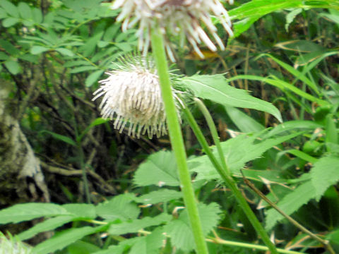 Cirsium kamtschaticum