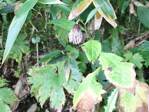 Cirsium kamtschaticum