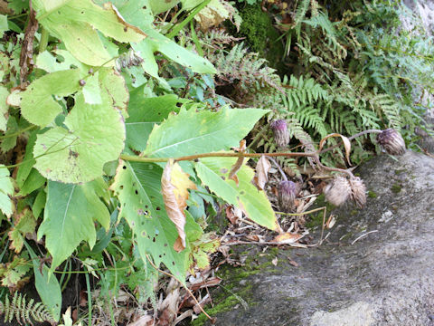 Cirsium kamtschaticum