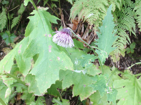 Cirsium kamtschaticum