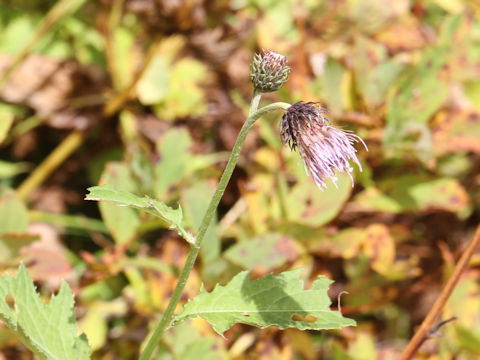 Cirsium kamtschaticum