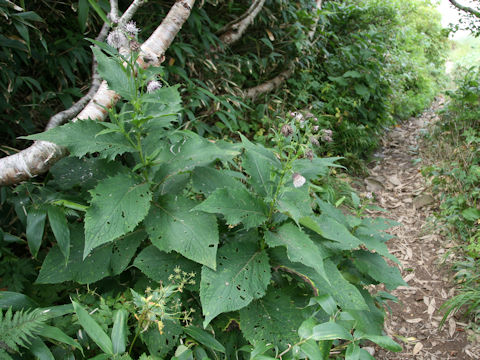 Cirsium kamtschaticum